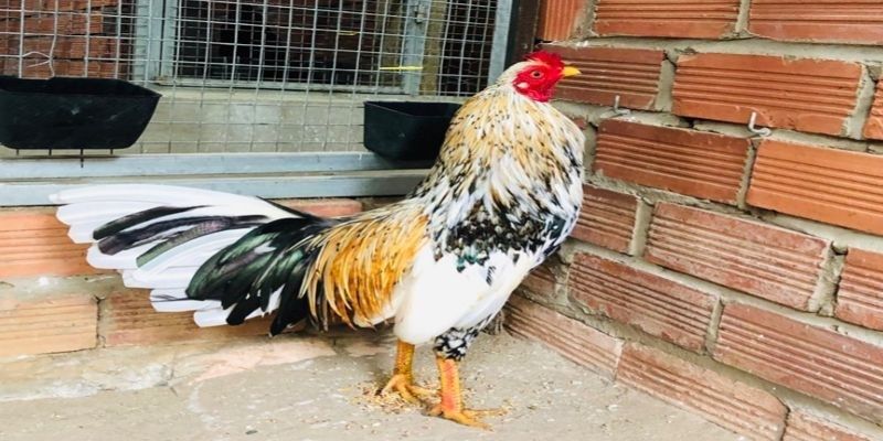 Ngoại hình đặc sắc và giá trị văn hóa truyền thống