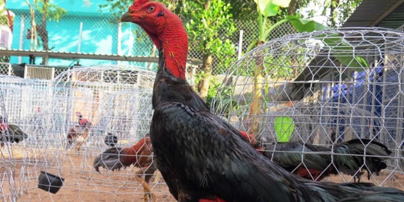 Nguồn gốc và đặc điểm ngoại hình nổi bật của gà Mã Lai