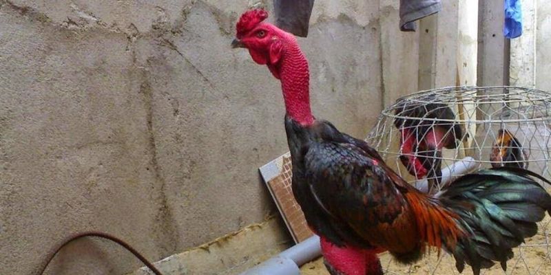 Sức mạnh và cấu trúc cơ thể